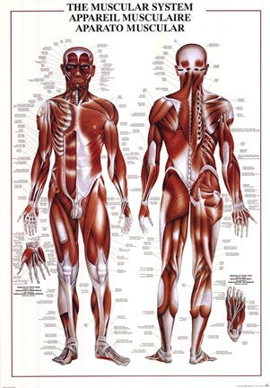 Muscular System