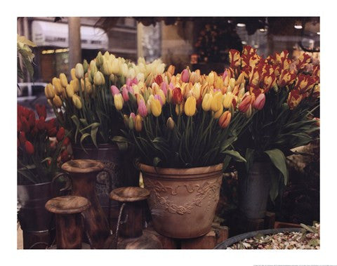 Tulips, Paris