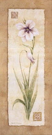 Gladiola