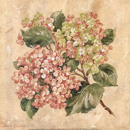 Hydrangea