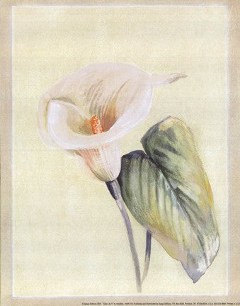 Calla Lily II