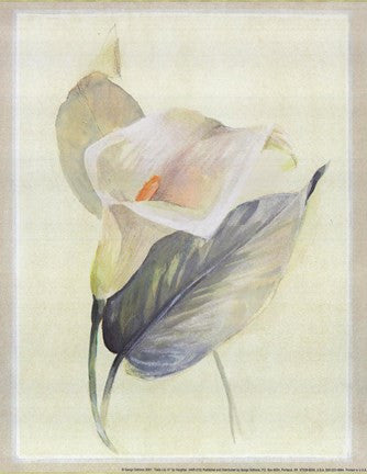 Calla Lily III