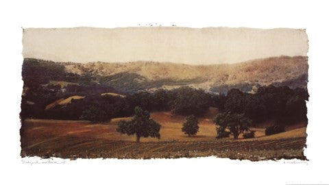 Vineyard and Oak II