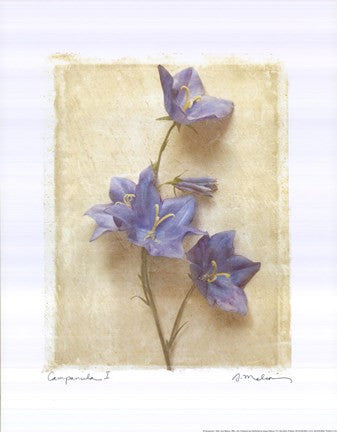 Campanula I