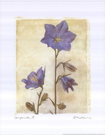 Campanula II