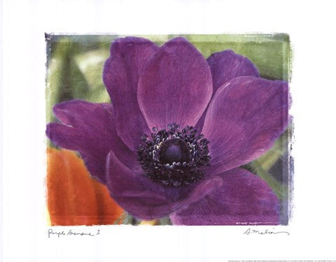 Purple Anemones I