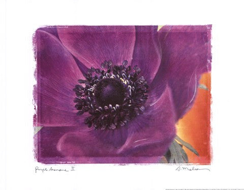 Purple Anemones II