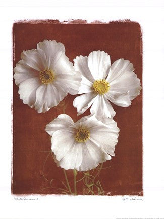 White Cosmos I