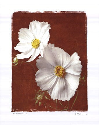 White Cosmos II