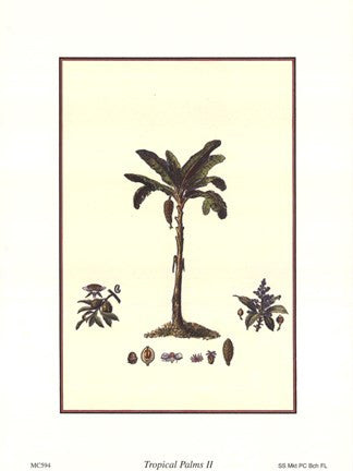 Tropical Palms II