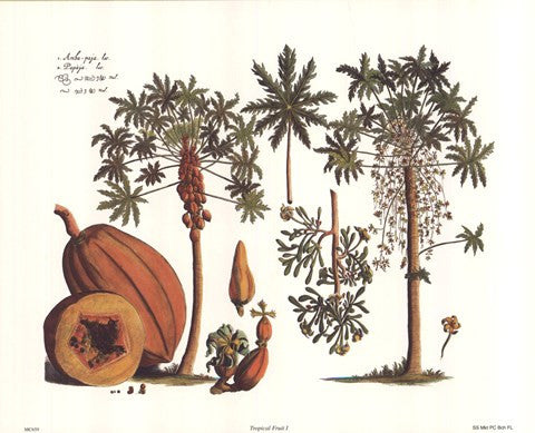 Tropical Fruits I