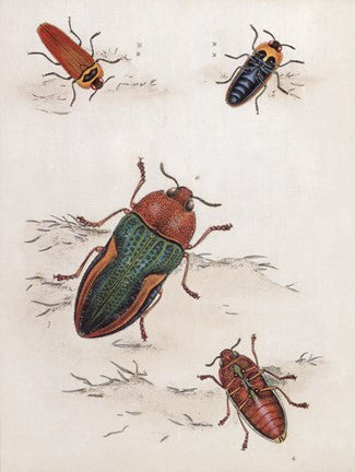 Chelsea Beetles-1 of 3