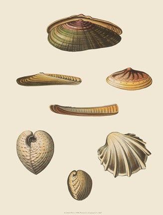 Shells-1 of 8