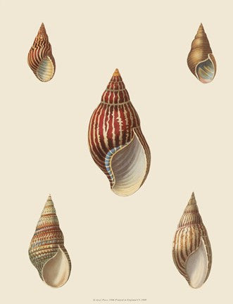 Shells-2 of 8