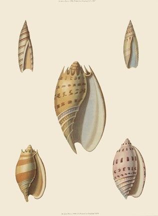 Shells-4 of 8