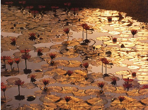 Lotus Pond