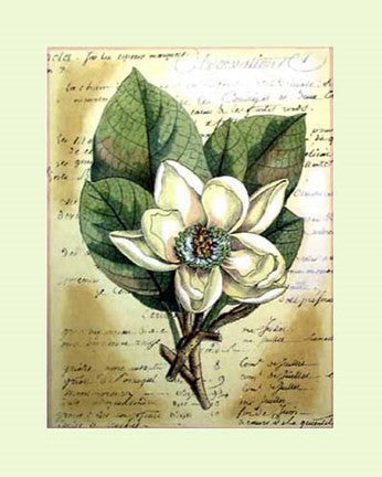 Magnolia Sur La Francais II