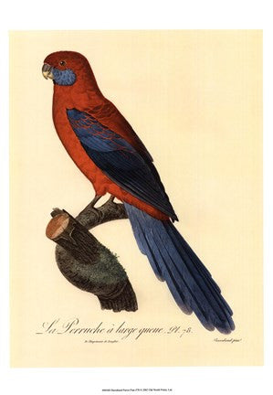 Parrot, PL 78