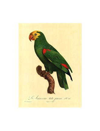 Parrot, PL 86