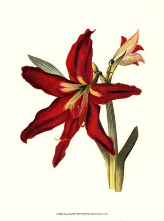 Amaryllis II