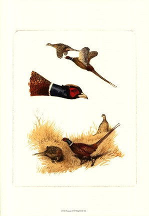 Pheasants