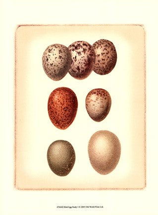 Bird Egg Study I