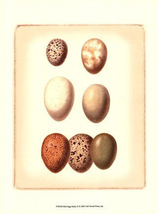 Bird Egg Study II