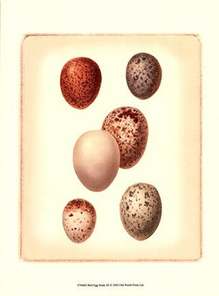 Bird Egg Study III