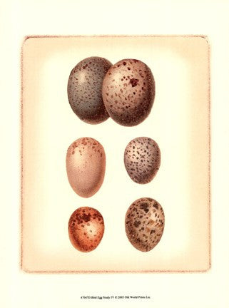 Bird Egg Study IV