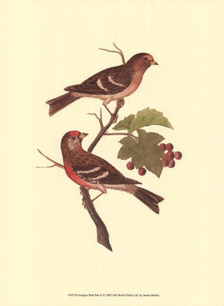 Antique Bird Pair II