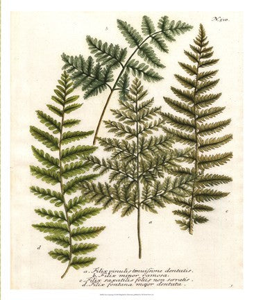 Fern Gathering I