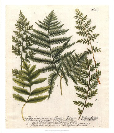 Fern Gathering II