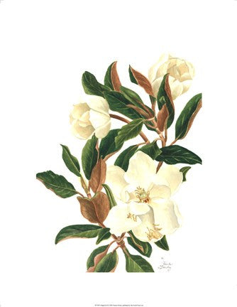 Magnolia II (Le)