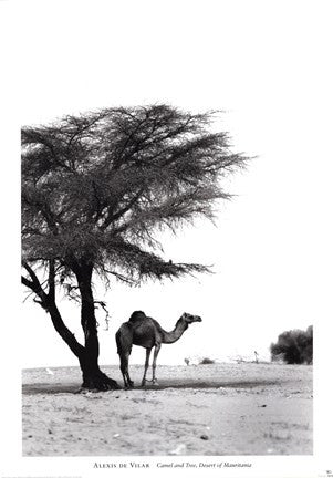 Camel and Tree, Desert of Mauritania