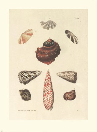 Shells