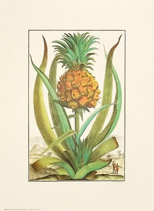 Pineapple