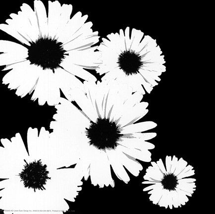 Black-White Asters I