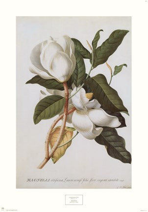 Magnolia Altissima