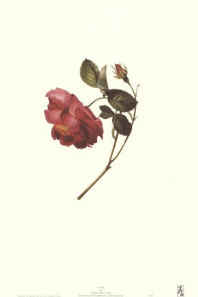 A Rose