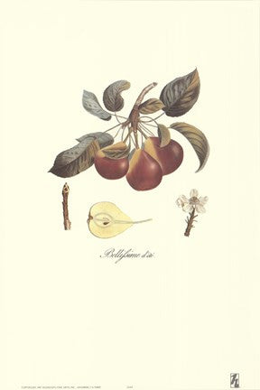 Pear-Bellifsime d'Ete