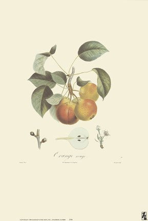 Pears-Orange Rouge