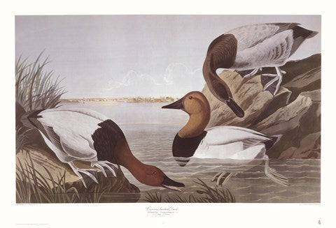 Canvasback Duck