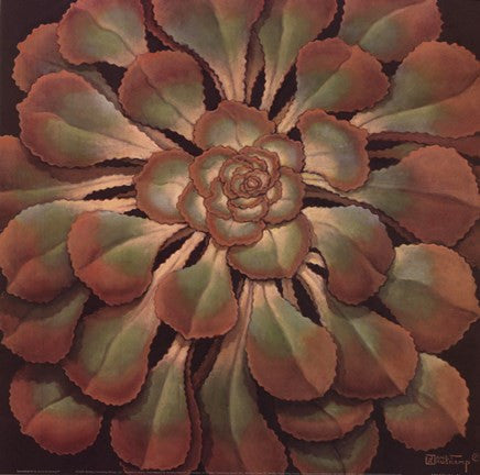 Succulent II