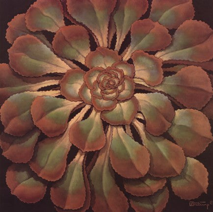 Succulent II