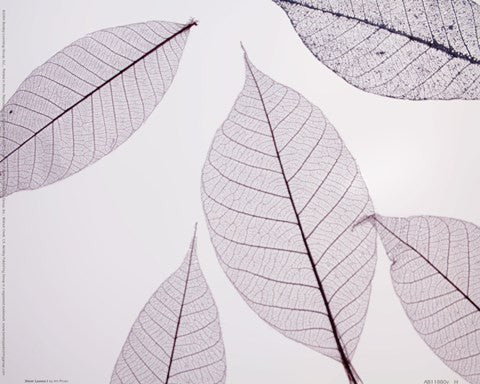 Sheer Leaves I