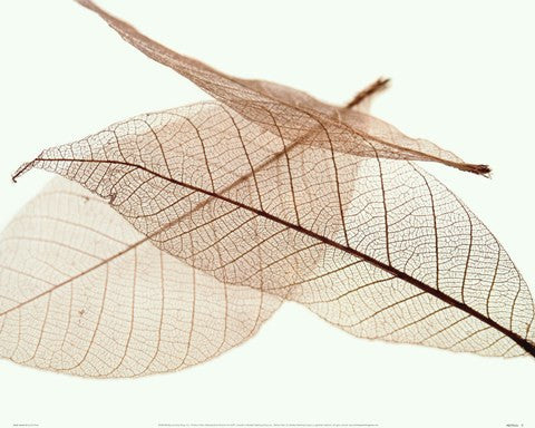 Sheer Leaves IV