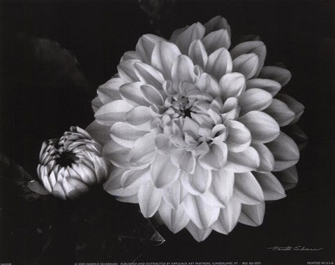 Chrysanthemum