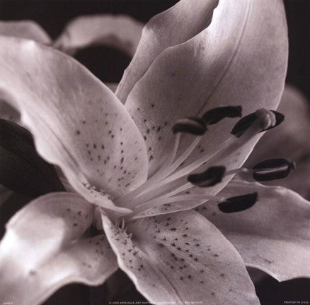 Speckled Lily