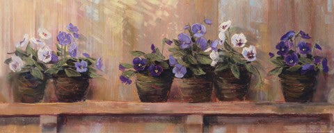 Violets in Pots