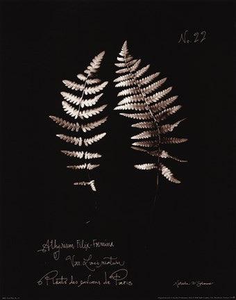 Fern Plate No. 22